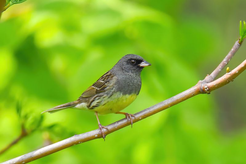Седоголовая овсянка фото превью