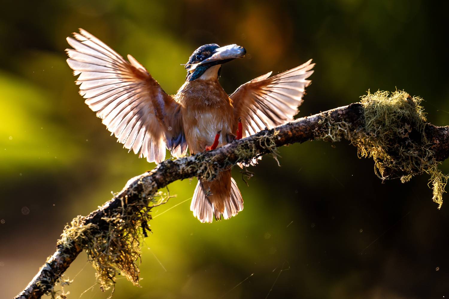 #зимородок, #commonkingfisher, Владимир Ежов