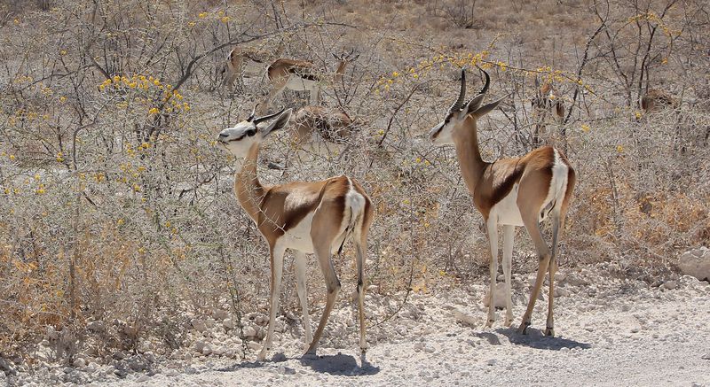 Антилопки спрингбок фото превью