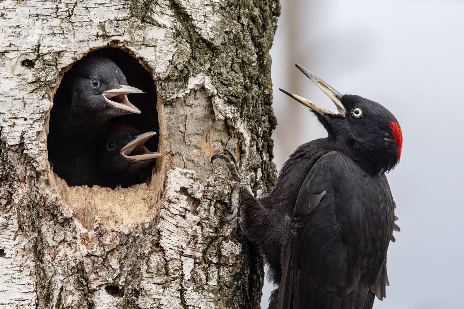 желна, черный дятел, птицы, фото птиц, птенцы, dryocopus martius, Александр Шипиленко