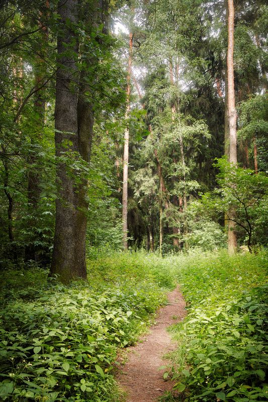 В летнем лесу фото превью