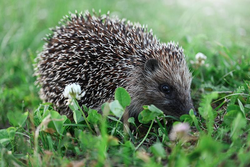 Прожорливый ёж фото превью