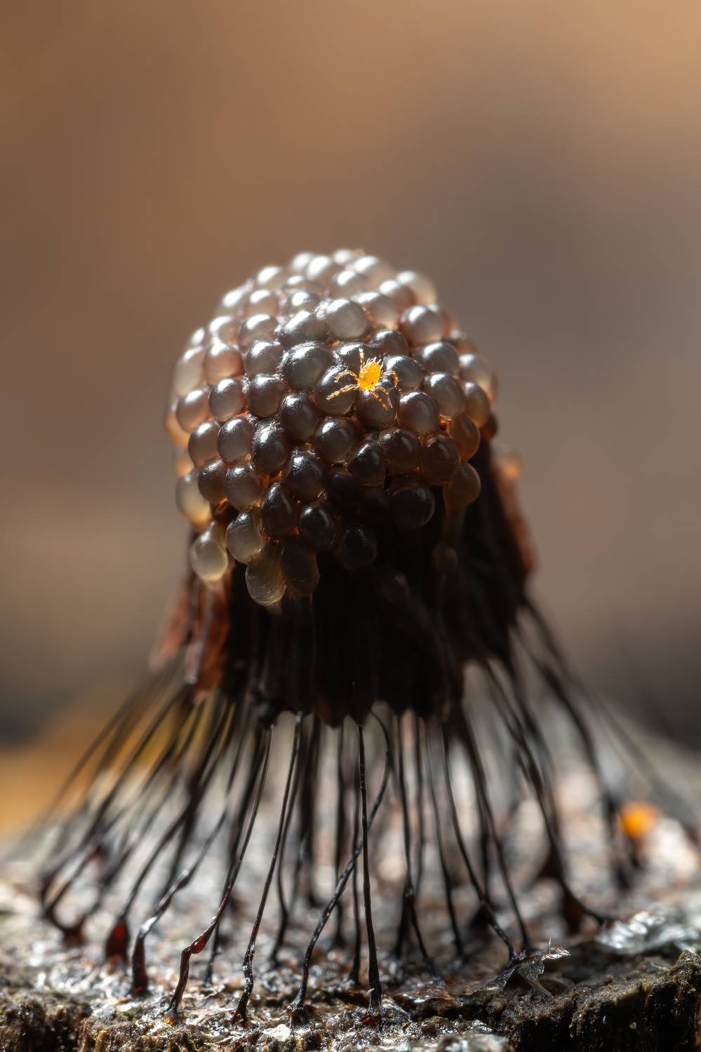 , Кузнецов Дмитрий