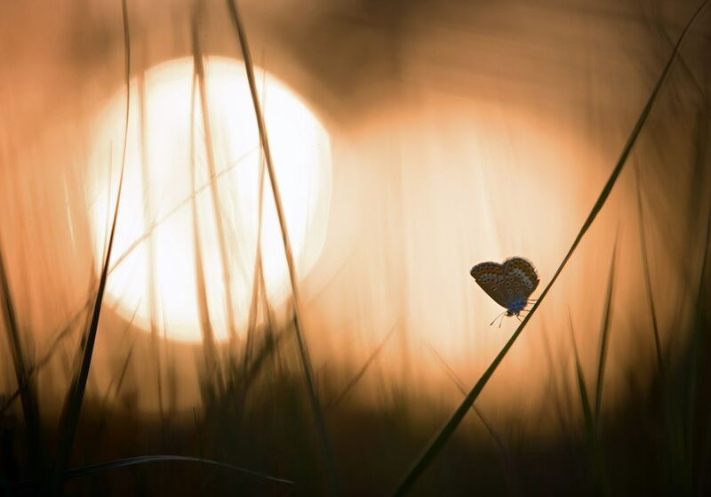 лес, свет, закат, природа, бабочка *** фото превью