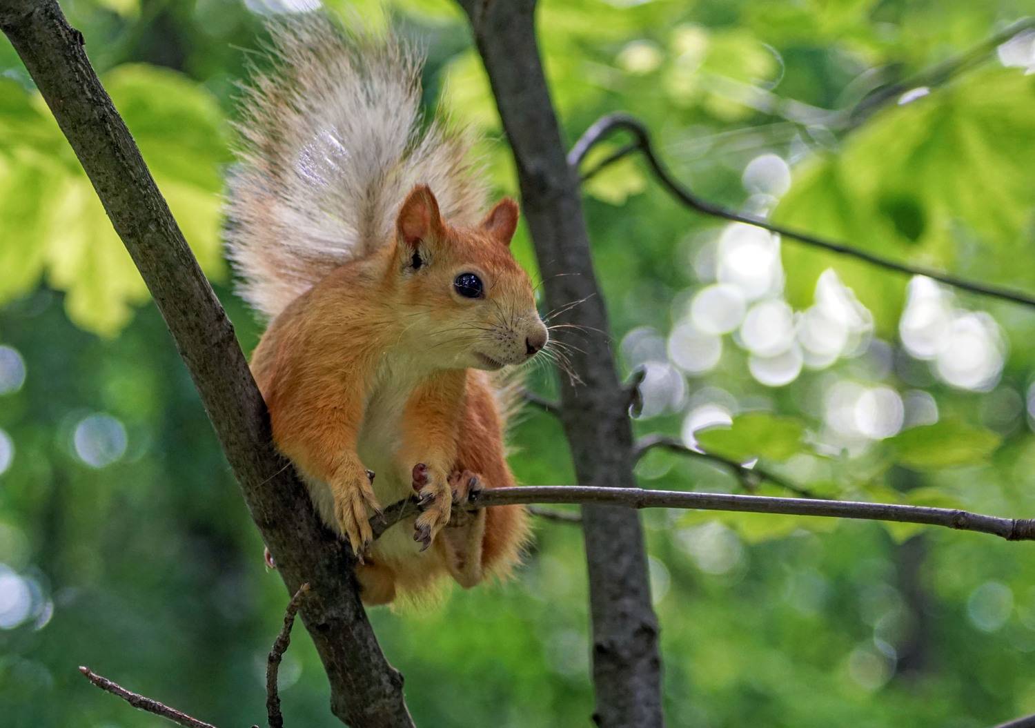 белка, Чепленко Алексей