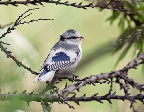 Птенцы князька.(3 ФОТО)