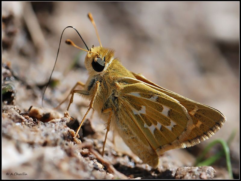 Толстоголовка фото превью