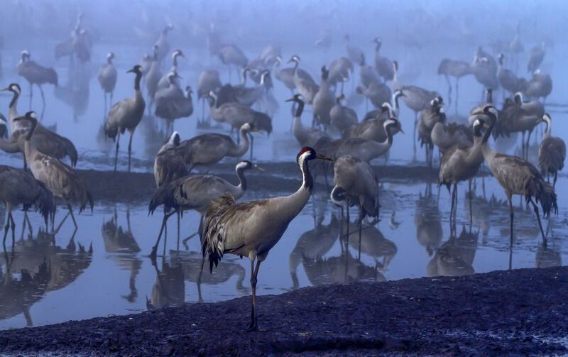 израиль,заповедник хула Журавлиное утро фото превью