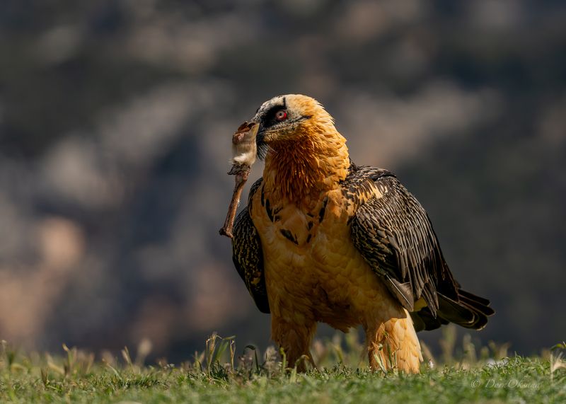 lammergeier, bearded, vulture, бородач-ягнятник, бородатый, стервятник, birds, of, prey, raptors, predators, хищники, дикие, животные Визит Бородача. Lammergeier\'s visit. фото превью