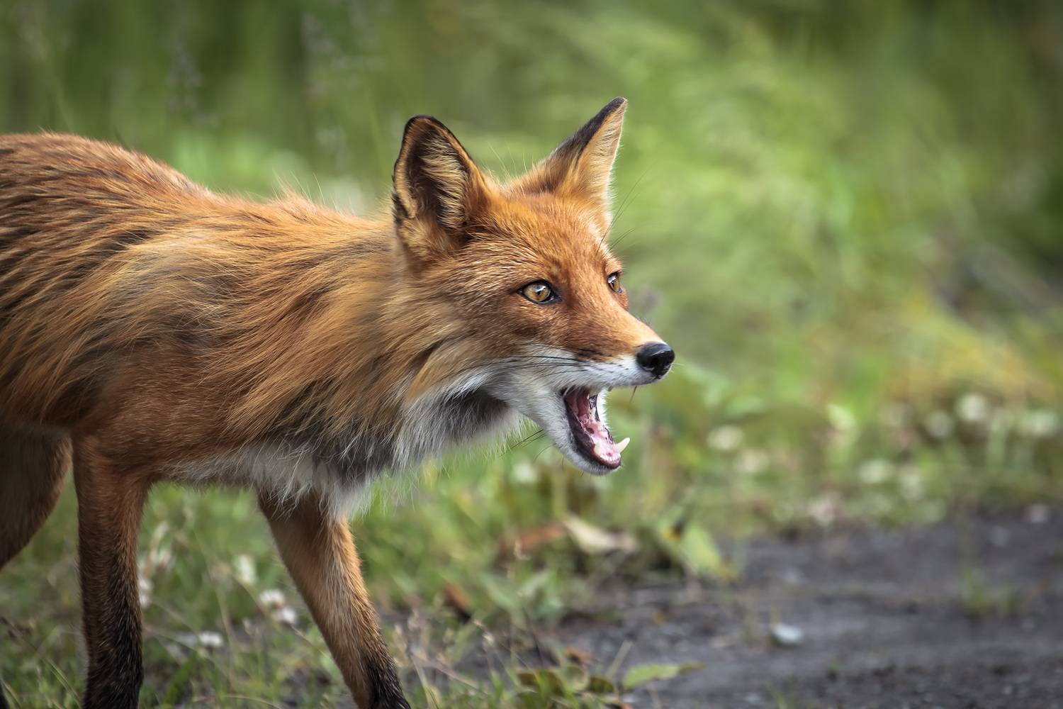 лиса, млекопитающие, хищник, Уткин Дмитрий