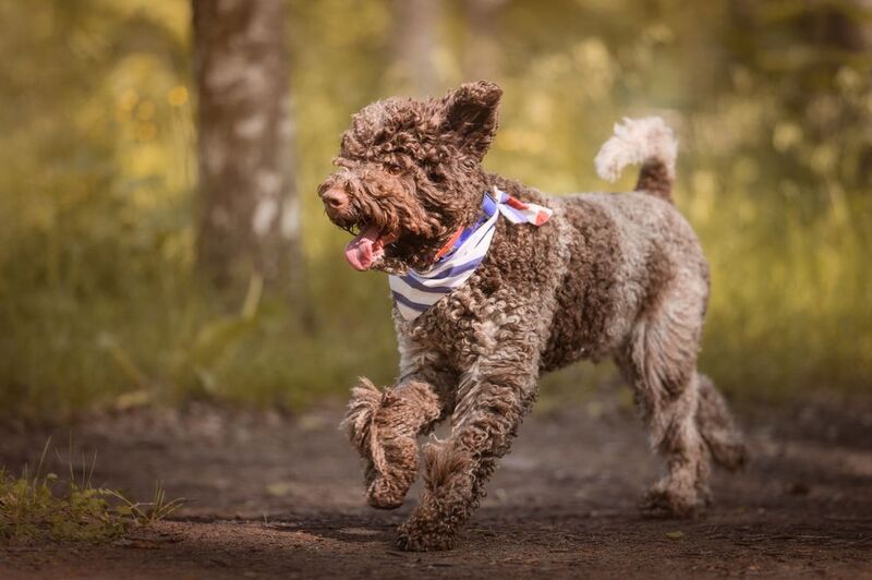 фото превью