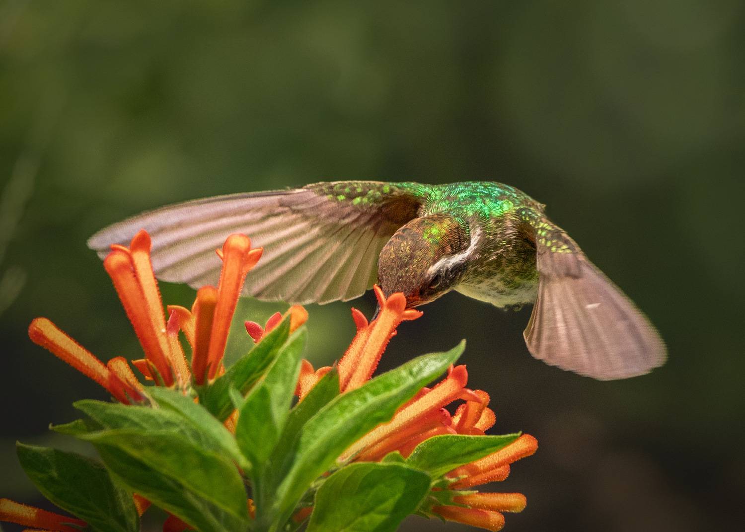 , Maikel Valle Clara