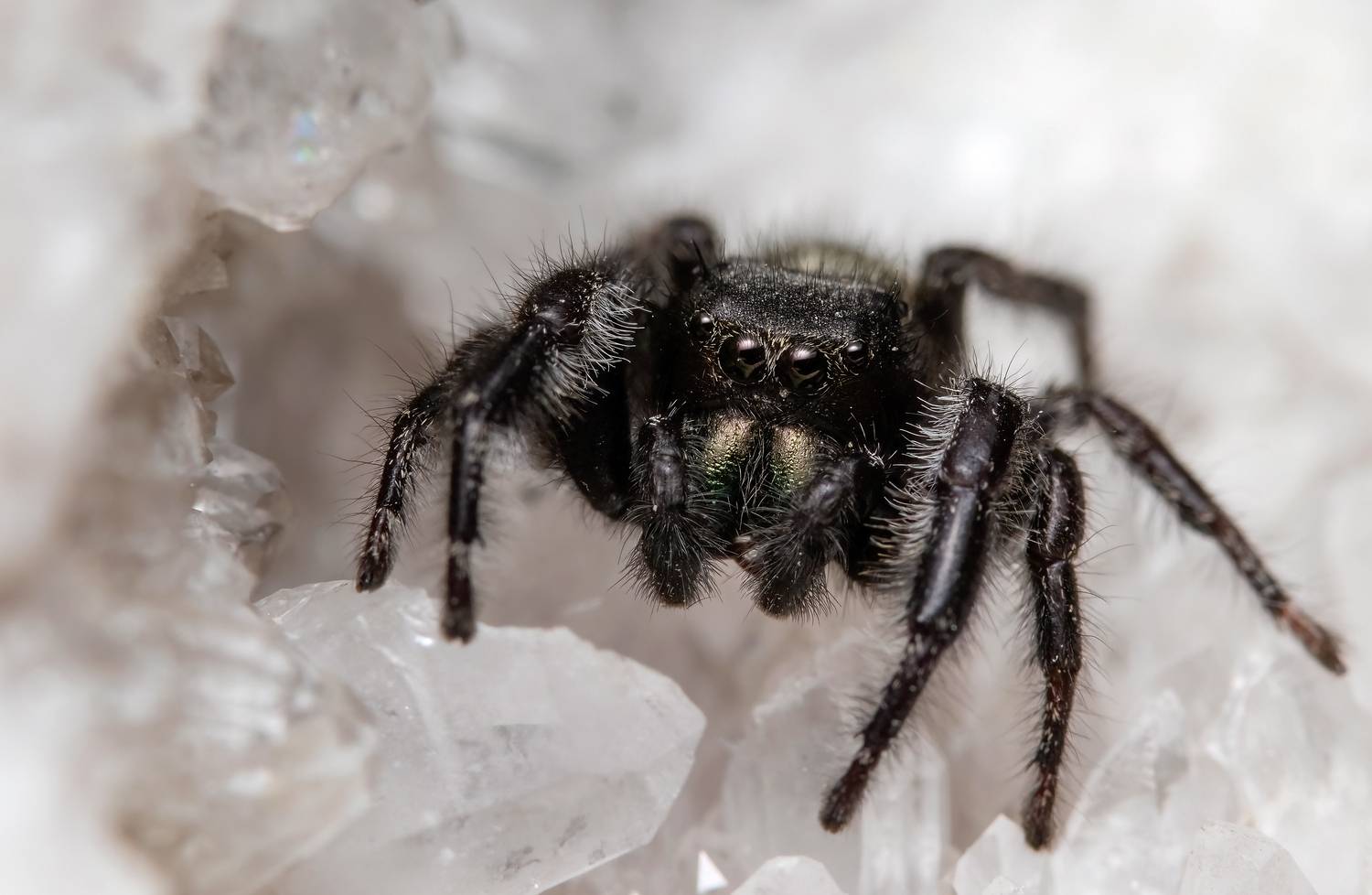 макрофото, макрофотографии, фотомакро, насекомые, макромир, макрофотограф, макроаддикт, макро_мир, naturelovers, naturelover, naturephotography, macrolove, macro_love, biodiversity, macrophotography, macro, macronature, entomology, arthropods, arthropod, ,  Stephane