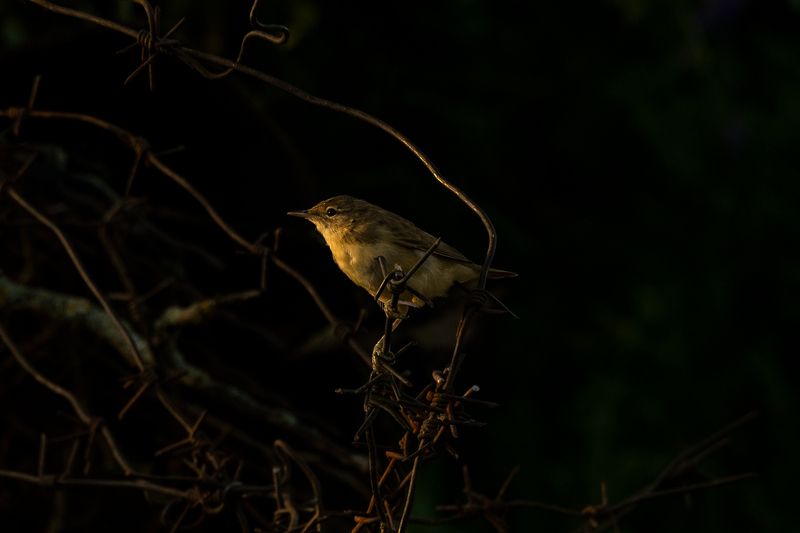 Серая славка фото превью