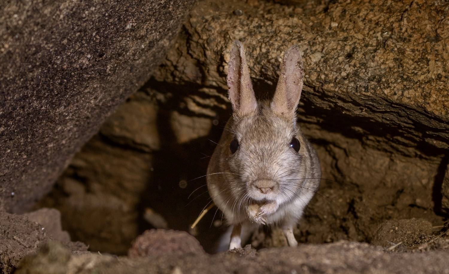 , Владимир Цветов
