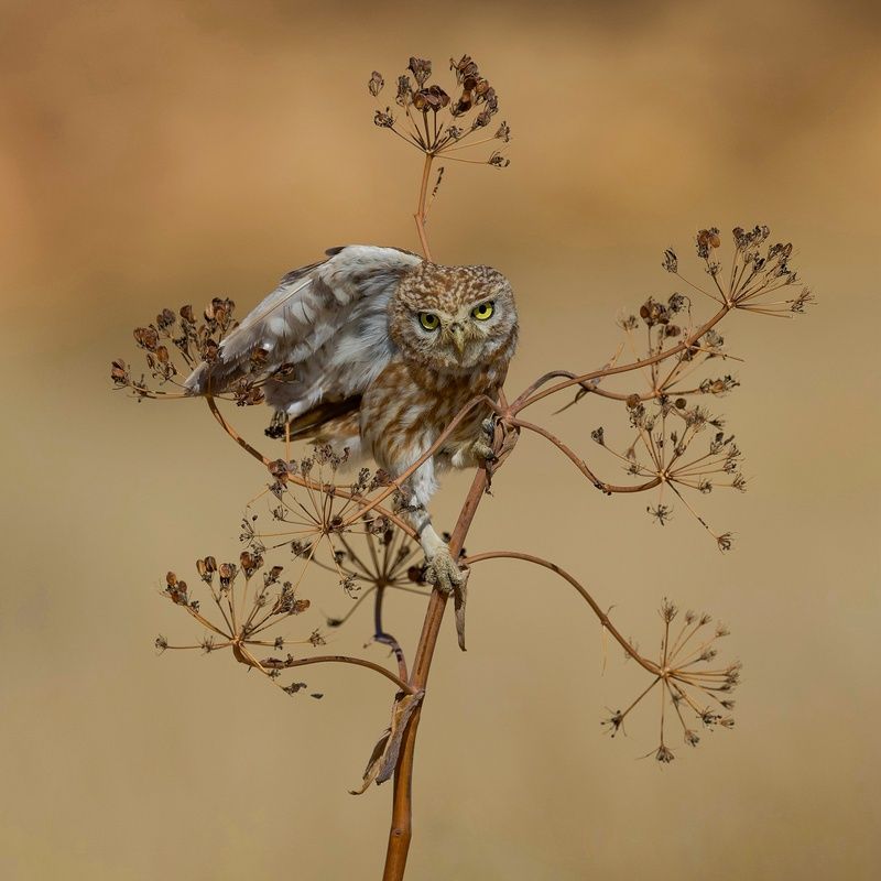 Little owl 