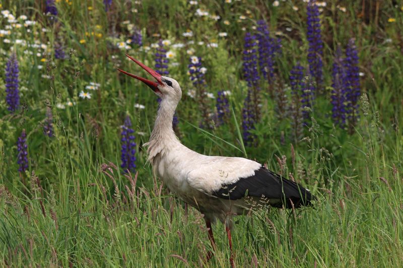 белый аист, аист, ciconia ciconia, white stork, stork Хорошо летом! фото превью