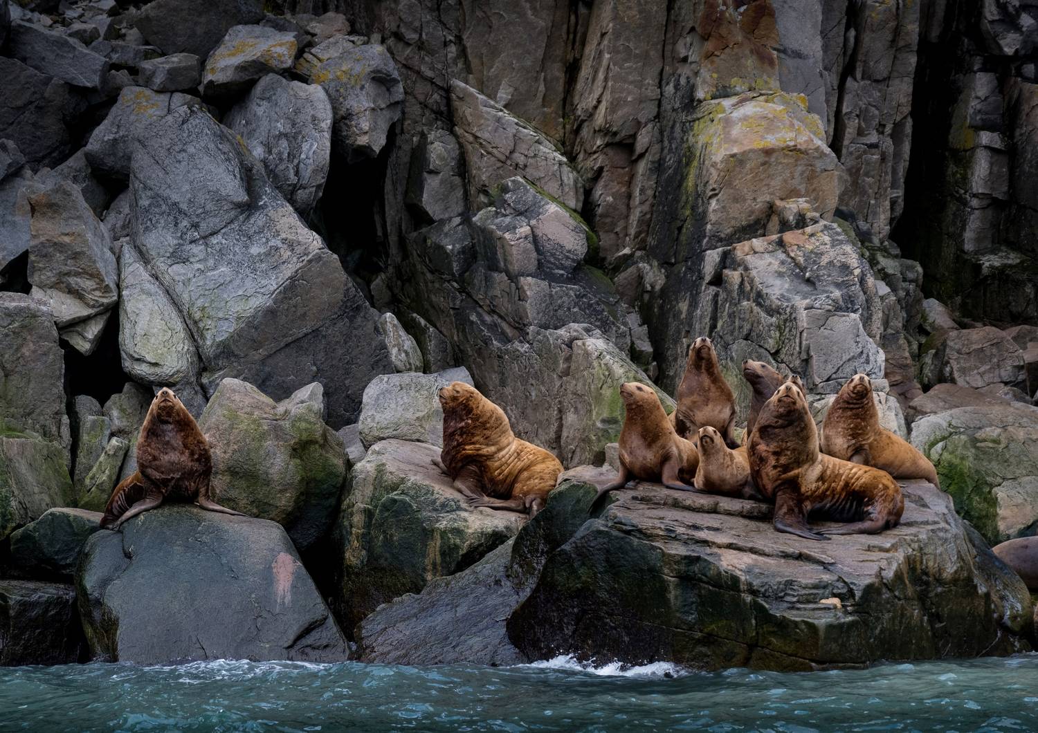 чукотка, берингово море, сивучи, морской лев, арктика, chukotka, arctic, нд, север, чукотка нд, сивуч, Демкина Надежда