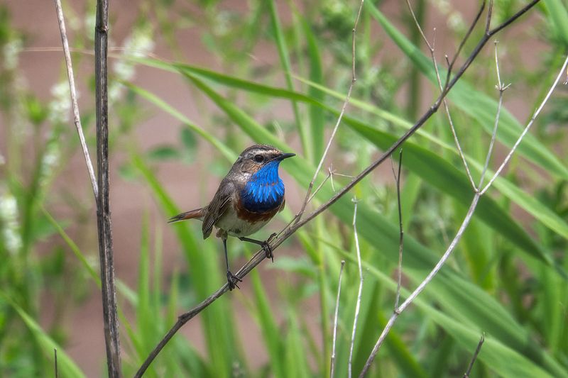 пермский край, птицы, варакушка, фотоохота Варакушка фото превью