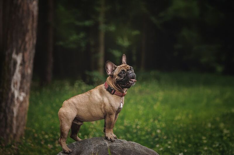 Нильс фото превью