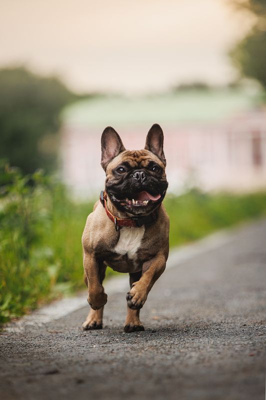 Нильс фото превью