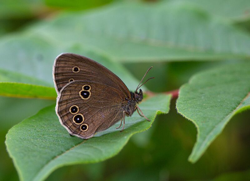 бабочка, бахатница, остров, русский, владивосток Бархатница фото превью