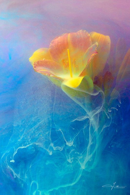 Yellow Daylily in the Mist фото превью