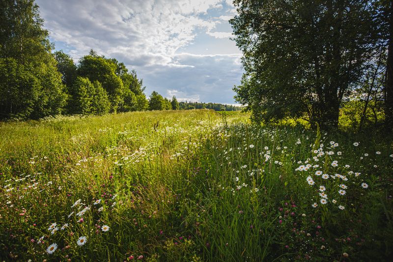 Торбеево Лето в Торбеево... фото превью