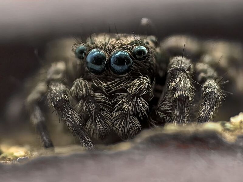 Скакунчик в щели фото превью