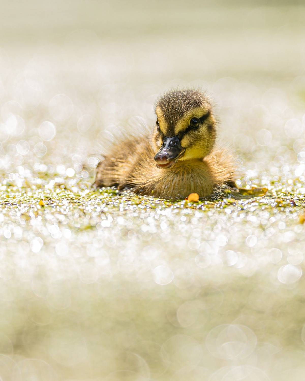 кряква, утенок, птицы, Руслан Pl