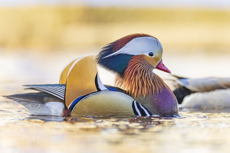 утка, мандаринка, птицы Мандаринка фото превью