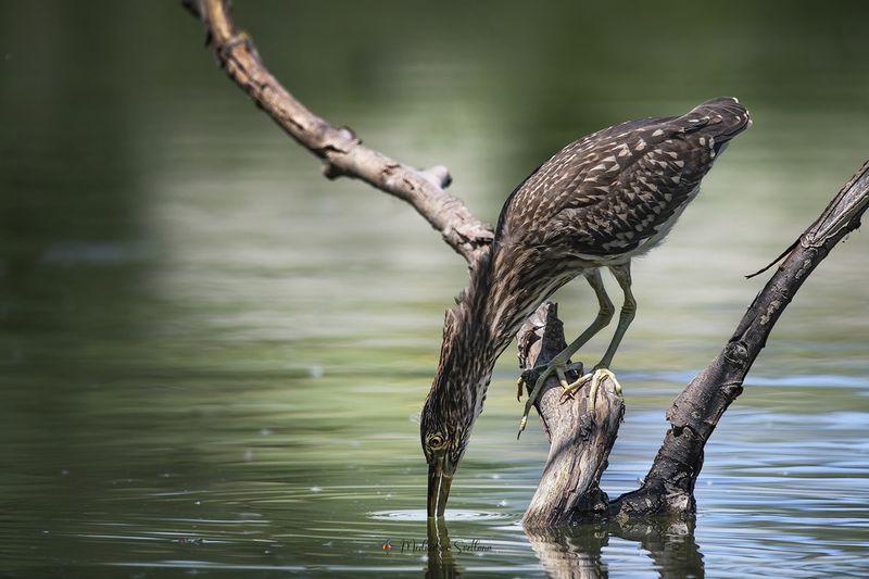Вижу цель. фото превью