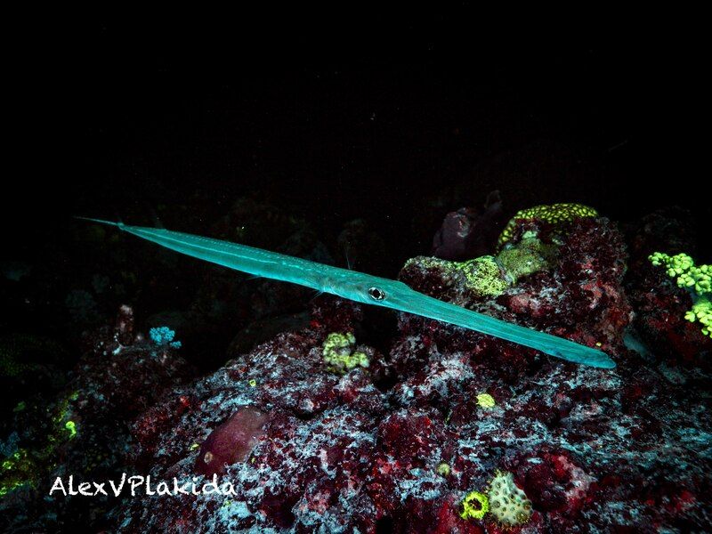 Shinkansen (新幹線) фото превью