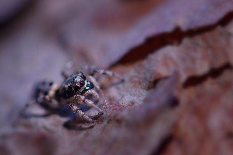 макро, паук, spider, macro Затаившийся ловец фото превью
