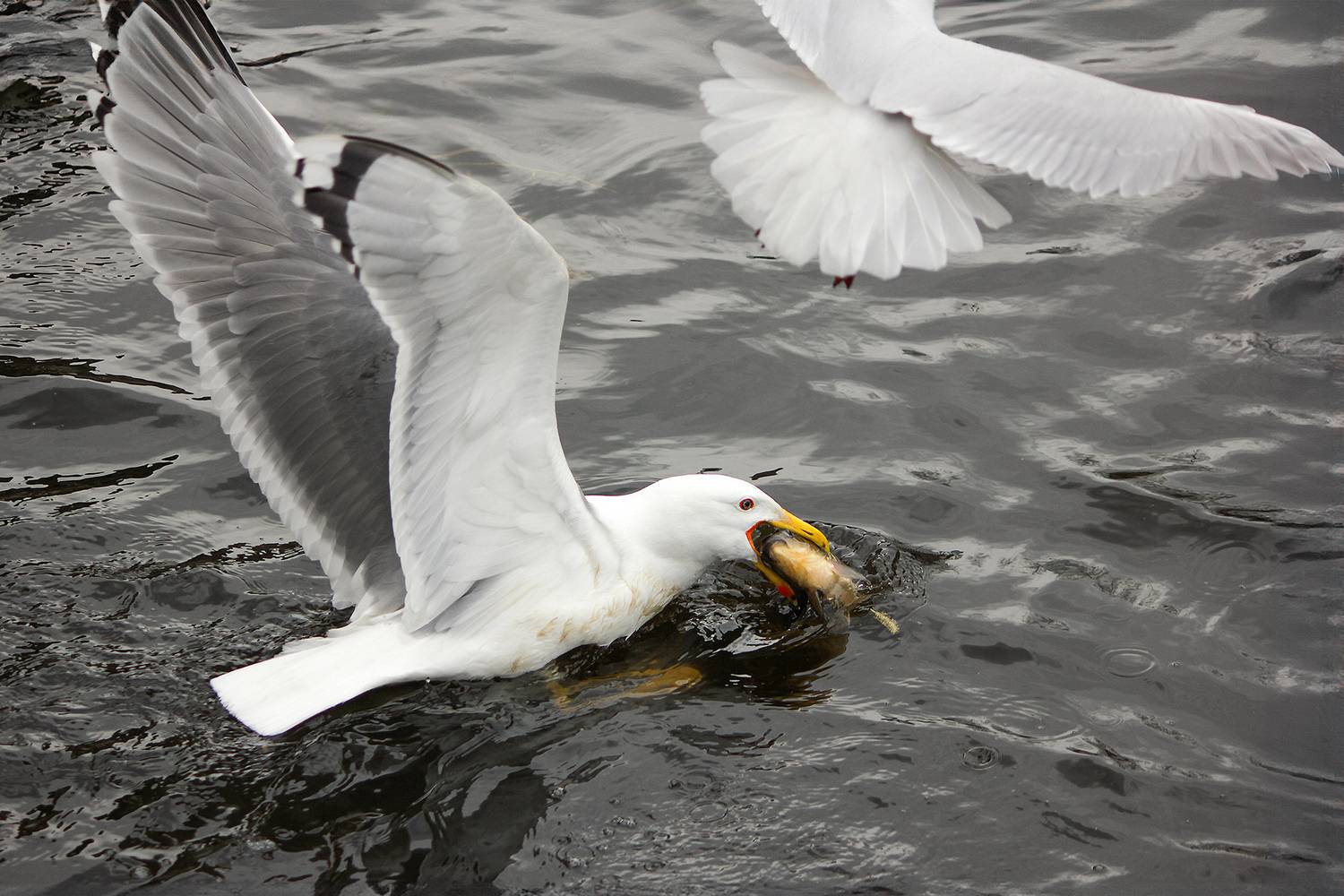 чайка, серебристая чайка, larus argentatus, КарОл