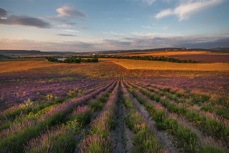 крым, лаванда, пейзаж, крымский пейзаж, crimea, landscape, тургеневка, агрофирма тургеневская В полях лаванды фото превью