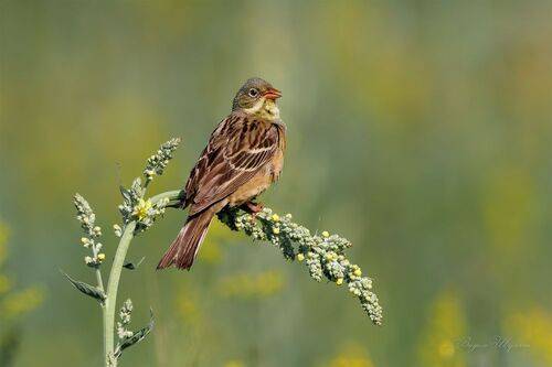 Садовая овсянка
