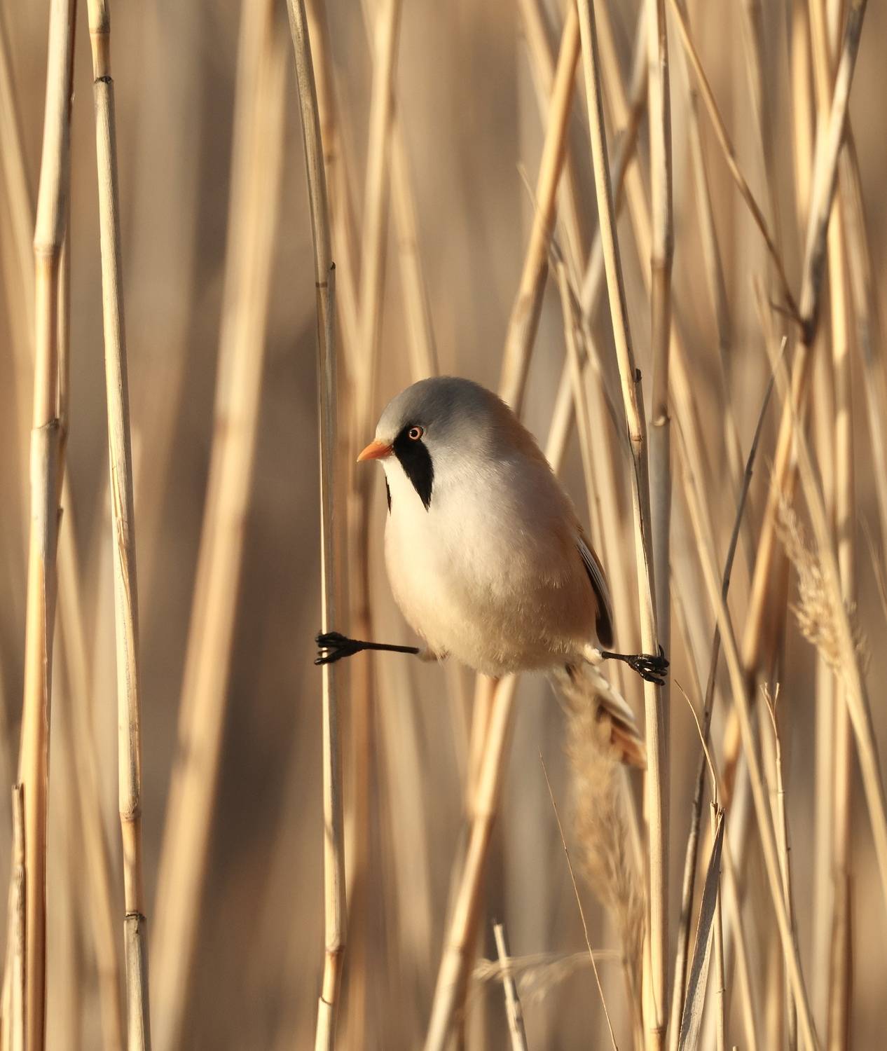 , Голубков Леонид