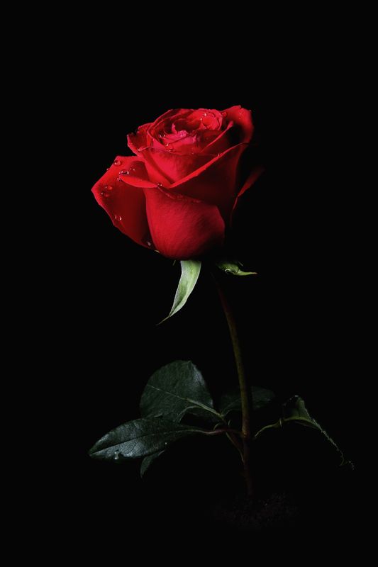 Роза фото превью