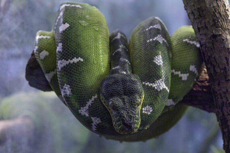 Emerald tree boa фото превью