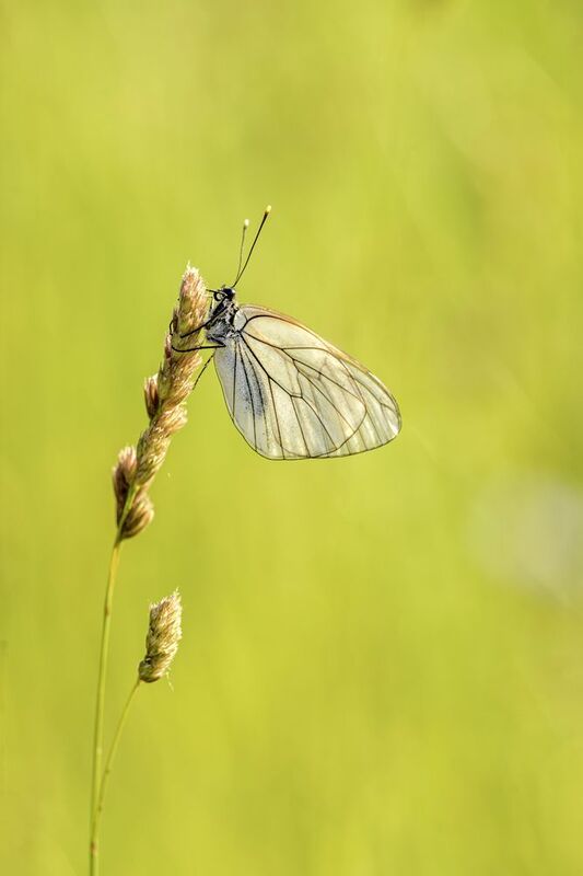 Овощна пеперуда фото превью