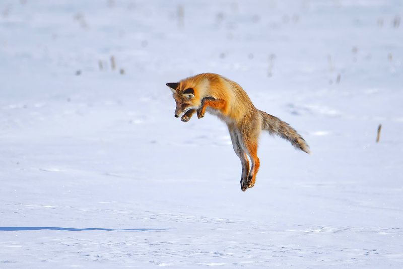 Охота лисицы фото превью