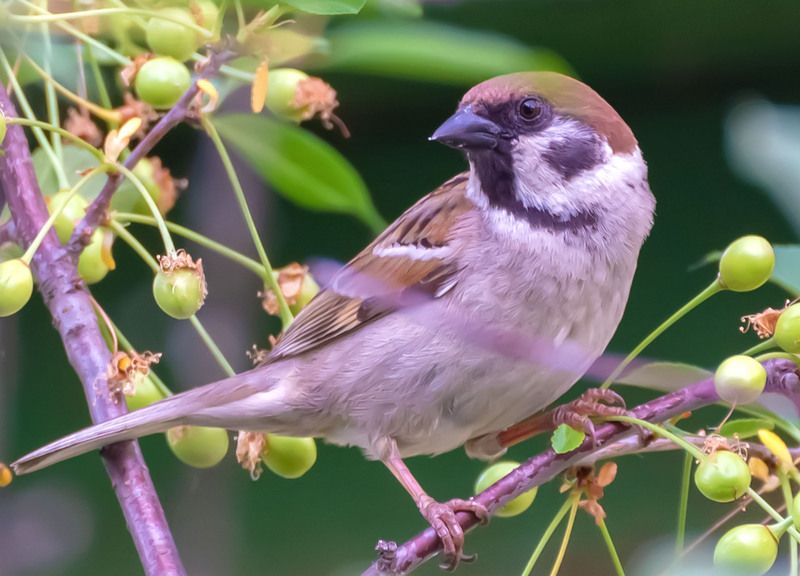 Важная персона. фото превью