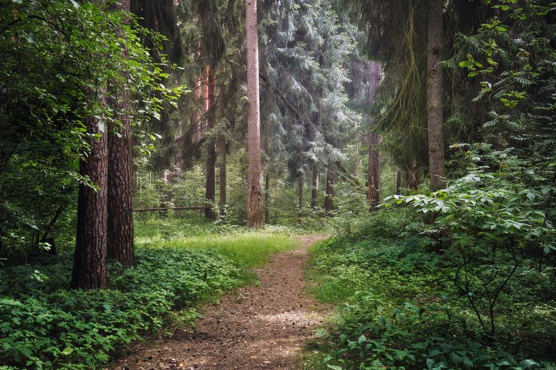 В летнем лесу фото превью