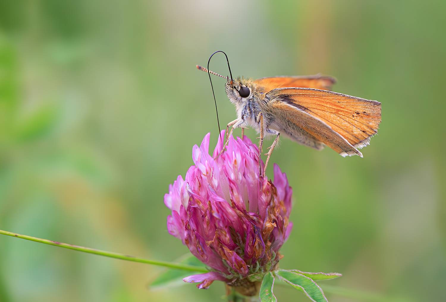 насекомые, бабочка, толстоголовка, клевекр, лето, июль, Борис Новиков