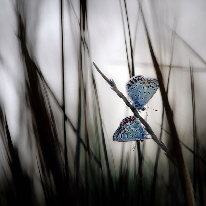 Свидание фото превью