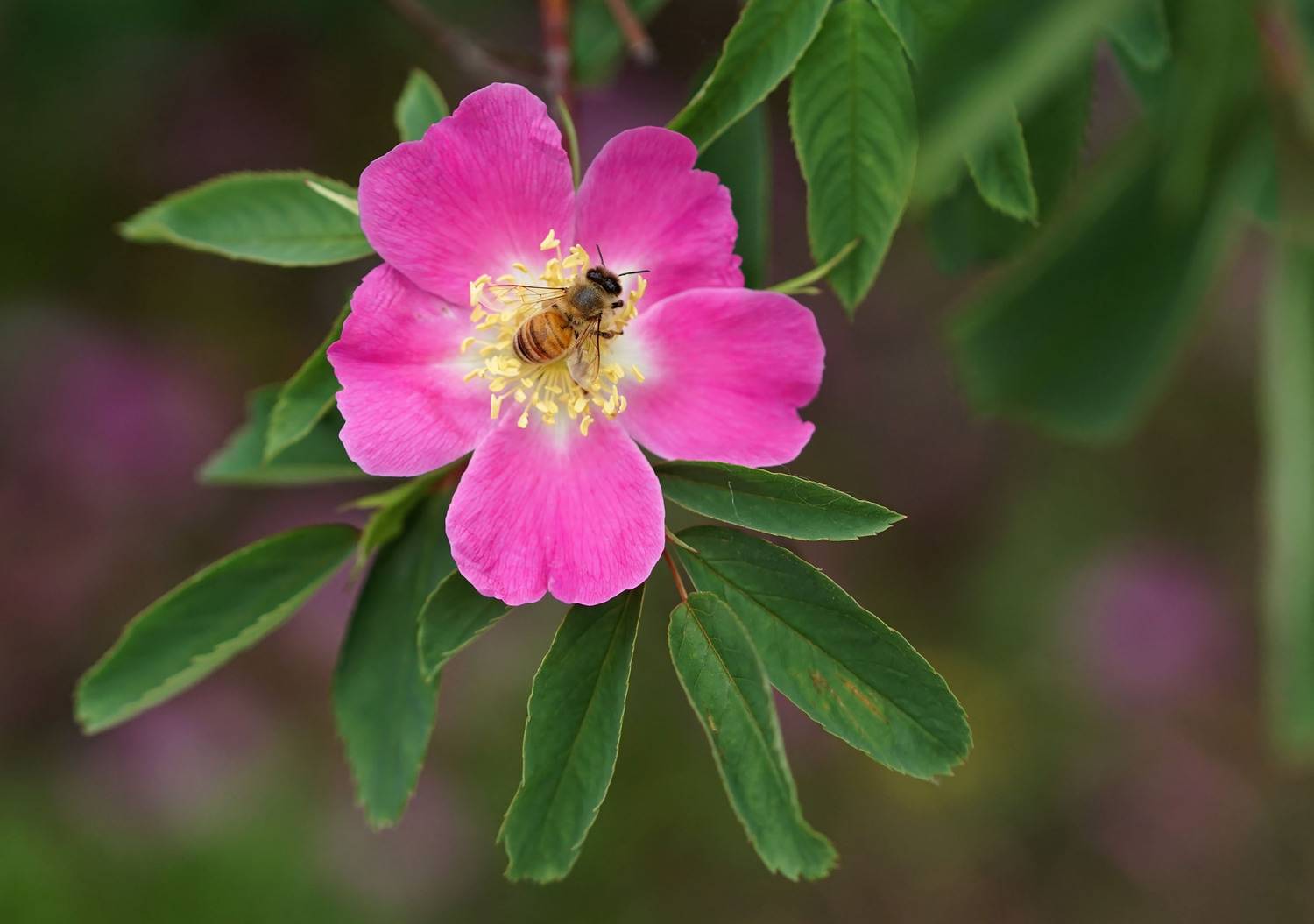 Пчела, цветок, шиповник, Чепленко Алексей