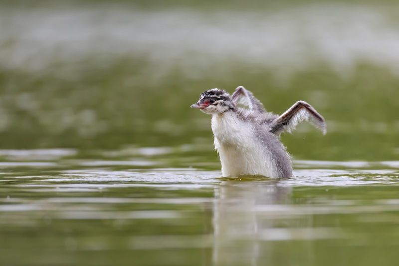 красношейная поганка, птенец, птицы, поганка Красношейный поганенок фото превью