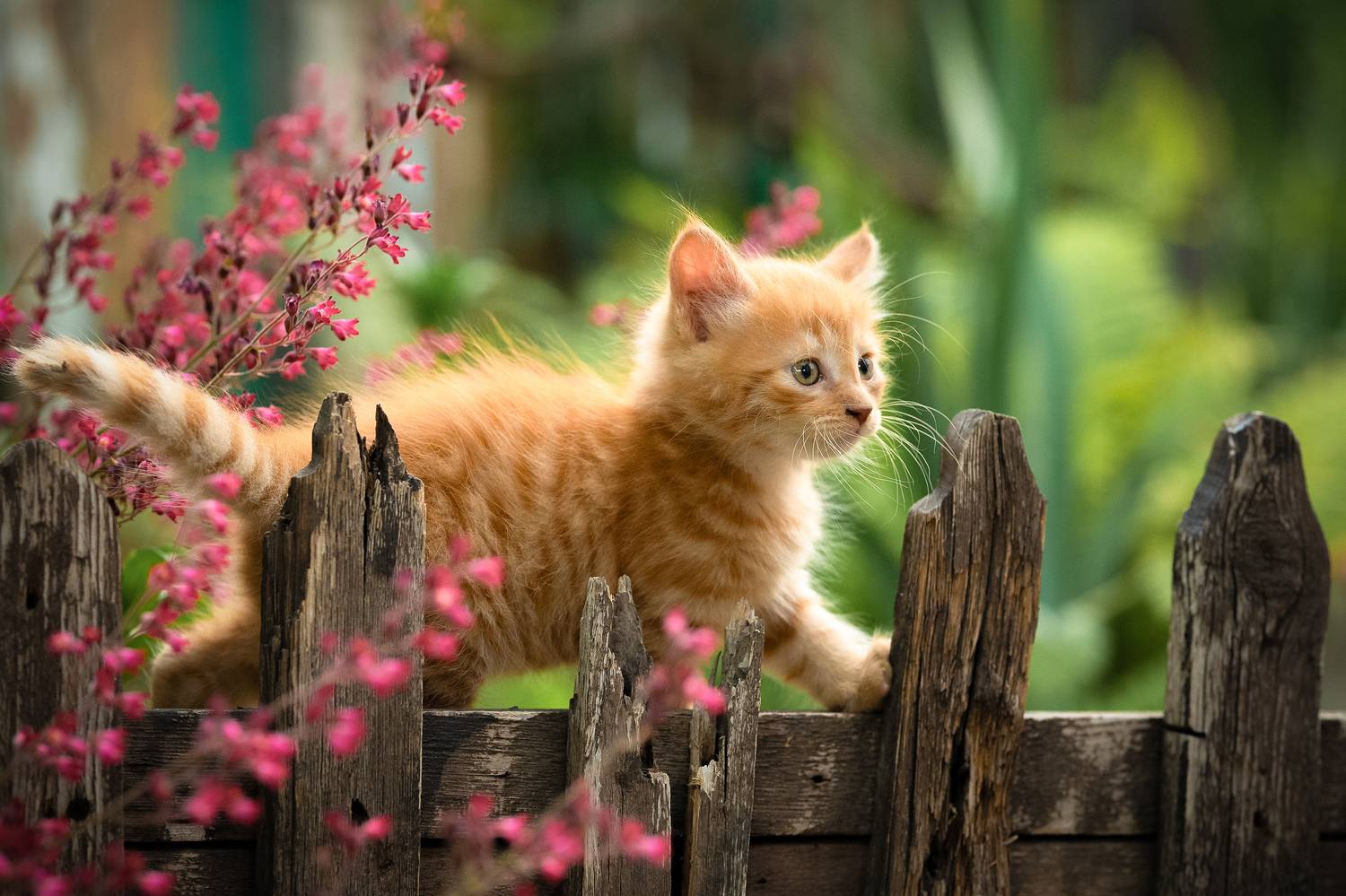 , Коротун Юрий