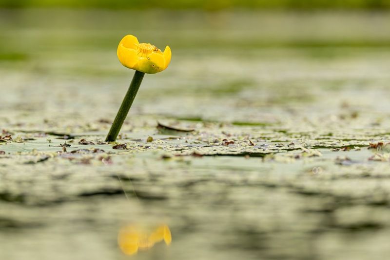 кубышка жёлтая, кубышка, кувшинка, кувшинки, отражение Кубышка фото превью